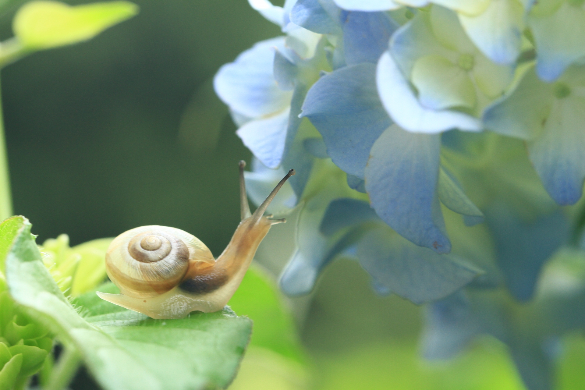 空飛ぶ🐌カタツムリ